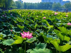 -莲花池公园