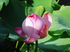-莲花池公园