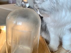 -猫腻·猫咖·撸猫馆(星光大道店)