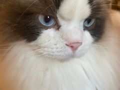 -滚猫咖啡·猫咖·猫友好撸猫(未来城店)