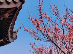 -香雪海
