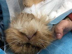 -纳吉亚猫专科动物诊疗中心(蒋宅口分院)