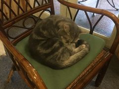 -猫色咖啡·猫咖