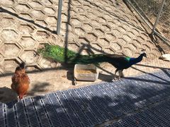 -北京鹿世界主题园