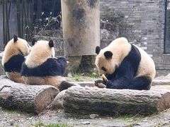 -都江堰中华大熊猫苑