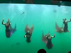 -瑞德姆美人鱼海底演艺主题餐厅(亚龙湾店)