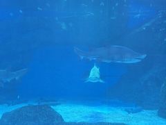 -海合安成都极地海洋公园