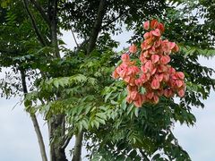-径山花海
