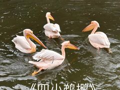 -黔灵山公园