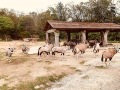 -广州长隆野生动物世界