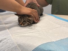 -艾吉宠物医院·疑难杂症转诊中心·猫友好(碧江路院)