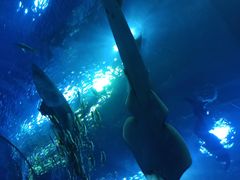 -成都浩海立方海洋公园