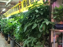 -花鸟鱼虫鲜花绿植市场(玉泉路店)