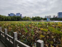 -莲花池公园