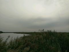 -大港湿地公园