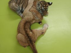 -北京野生动物园