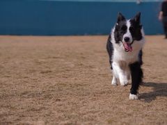 -趣玩宠物乐园寄养训犬训狗游泳池