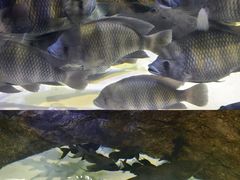 -上海海洋水族馆