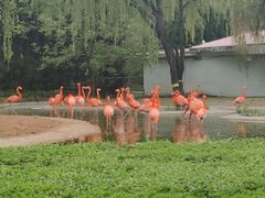 -石家庄市动物园