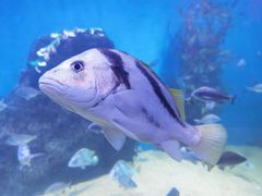 -青岛海底世界-水族馆