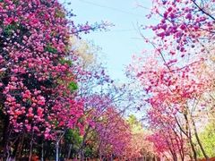 -洛龙公园