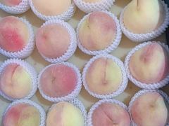 -老袁家蜜桃农场·阳山水蜜桃