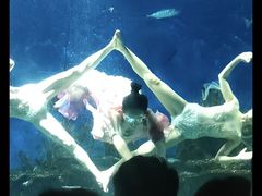 -海合安武汉极地海洋公园