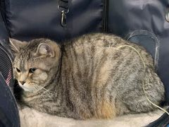 -纳吉亚猫专科动物医院·北北分院