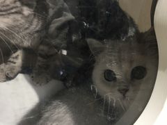 -东方名猫馆·英短金渐层布偶猫舍(环线广场1号楼店)