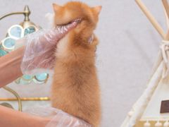 -小猫来了·猫咪专售(红山六九七九店)