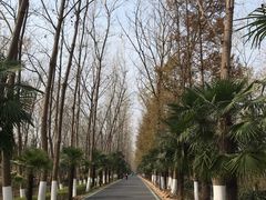 -合肥滨湖国家森林公园