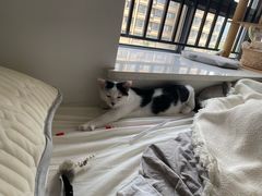 -四月宠物医院·猫专科·心脏专科·内科(转塘店)