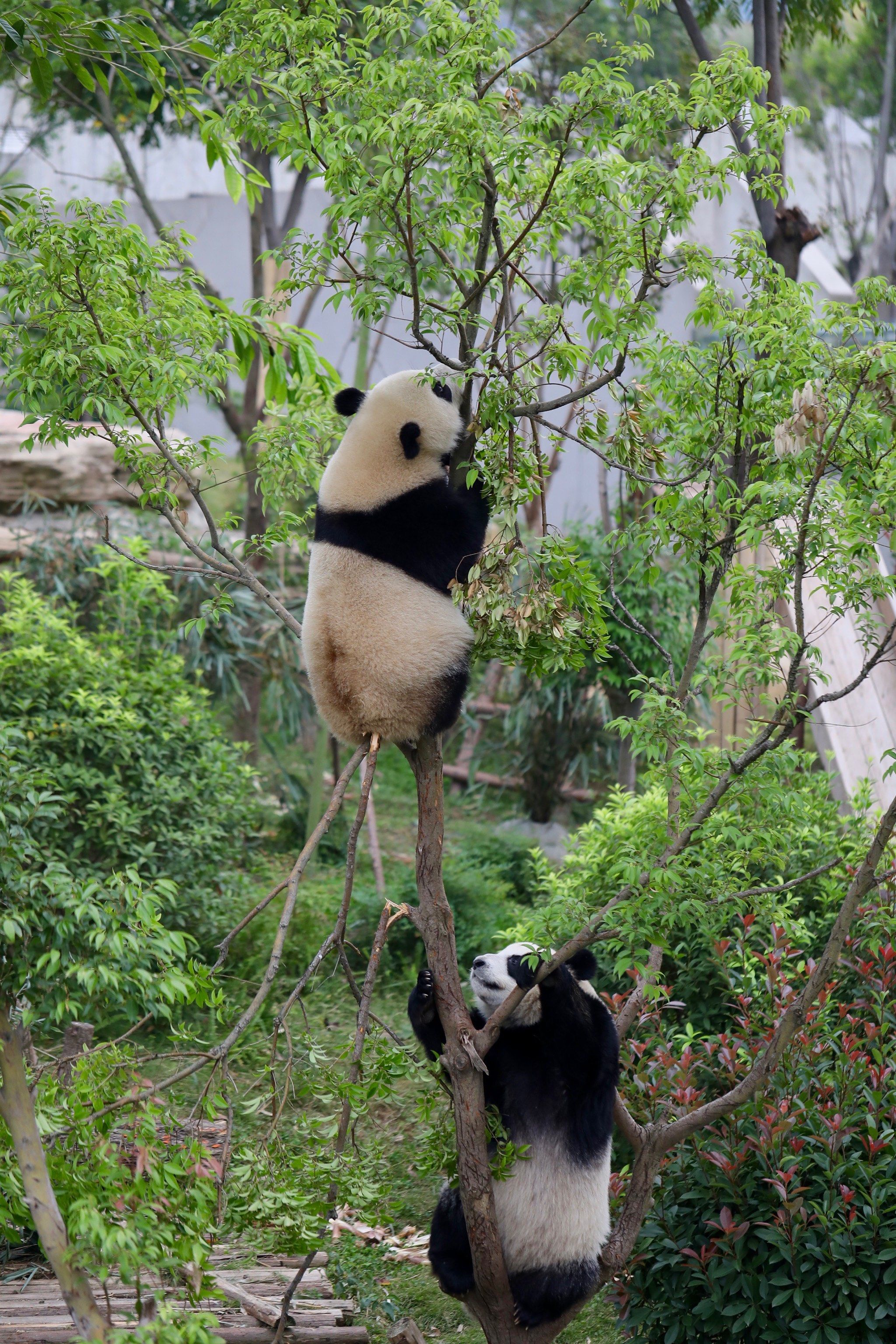 成都熊猫基地  去人少熊多的星汉馆