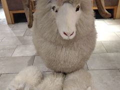 -羊肉街口老银川滩羊涮肉馆