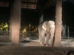 -清迈夜间动物园