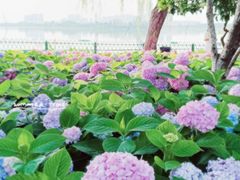 -金银湖国家城市湿地公园