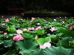 -大望京公园