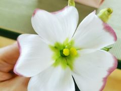 -森野花艺培训·企业团建活动沙龙