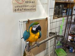 -吉丁鸟咖·异宠·寄养