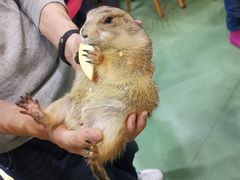 -藦茜花园宠物主题亲子互动体验馆(国顺东路店)