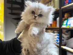 -欣宠猫屋·矮脚拿破仑·蓝金金渐层
