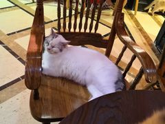 -猫色咖啡·猫咖