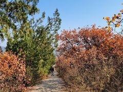 -北京西山国家森林公园