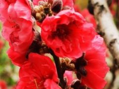 -桃花涧