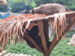 -石家庄市动物园