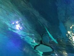-常州海昌海洋探索馆