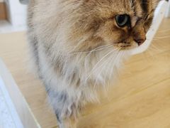 -猫域·湾主题猫咖·宠物吧(南坪城市广场店)