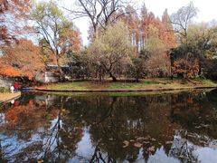 -上海共青森林公园