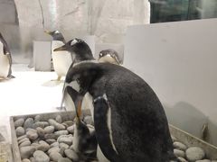 -大连圣亚海洋世界