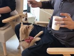 -柴犬小屋·柴餐厅·狗咖食堂(金鼎广场店)